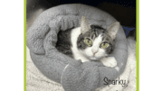A grey/white cat cuddled on a grey cloth