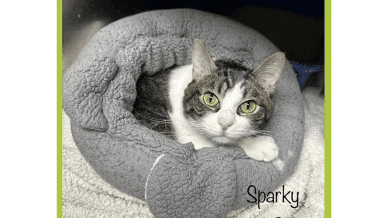 A grey/white cat cuddled on a grey cloth