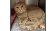 An orange tabby cat sitting inside a cage
