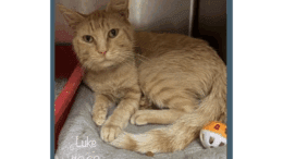 An orange tabby cat sitting inside a cage