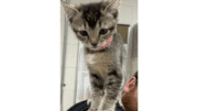 A grey tabby kitten standing on someone