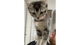 A grey tabby kitten standing on someone