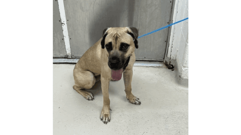 A tan/black hound sitting with tongue's out