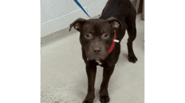 A brown American pit bull terrier with a red leash