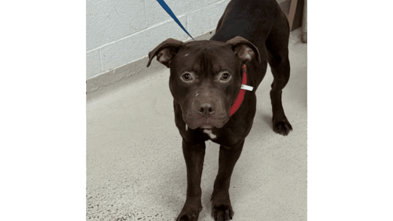 A brown American pit bull terrier with a red leash