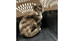 A tabby/calico cat inside a black and white cage
