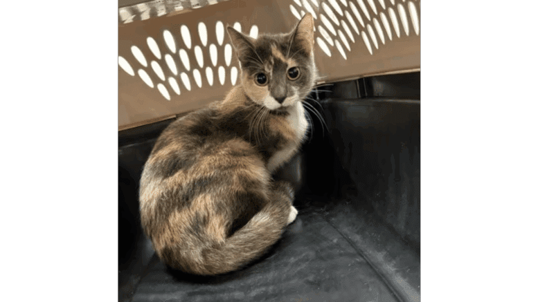 A tabby/calico cat inside a black and white cage