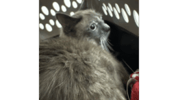 A tortoiseshell cat sitting inside a cage, looking outside