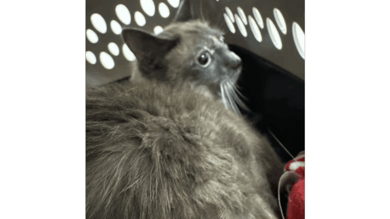 A tortoiseshell cat sitting inside a cage, looking outside