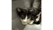 A black/white cat cuddled inside a cage