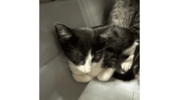 A black/white cat cuddled inside a cage