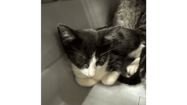 A black/white cat cuddled inside a cage
