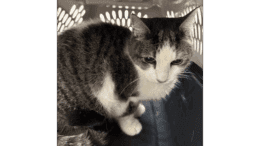 A grey tabby/white cat sitting inside a cage