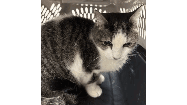 A grey tabby/white cat sitting inside a cage