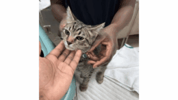 A tabby kitten held by someone behind and someone upfront