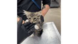 A tabby/white kitten with medium hair, held by two people