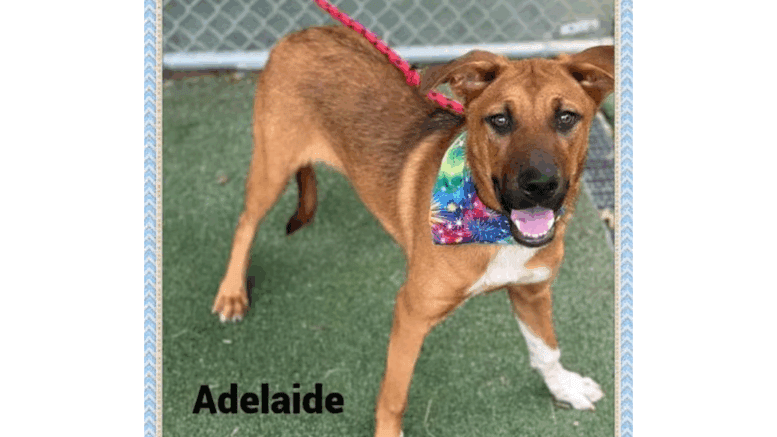 A red/brown shepherd standing and looking happy with tongue's out
