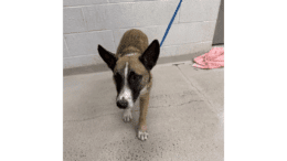 A tan/tri-color shepherd with a blue leash