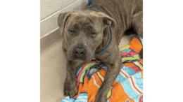 A brindle American pit bull terrier laying down on an orange cloth
