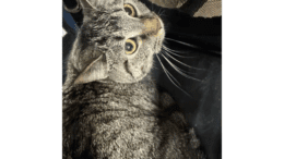 A grey tabby cat looking at the side
