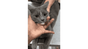 A grey cat held by someone upfront