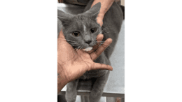 A grey cat held by someone upfront