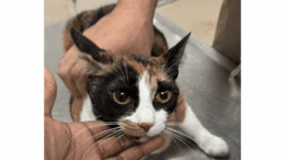 A calico cat held down on a table