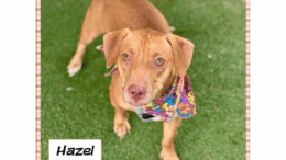 A brown/white dachshund with a colorful scarf, looking at the camera