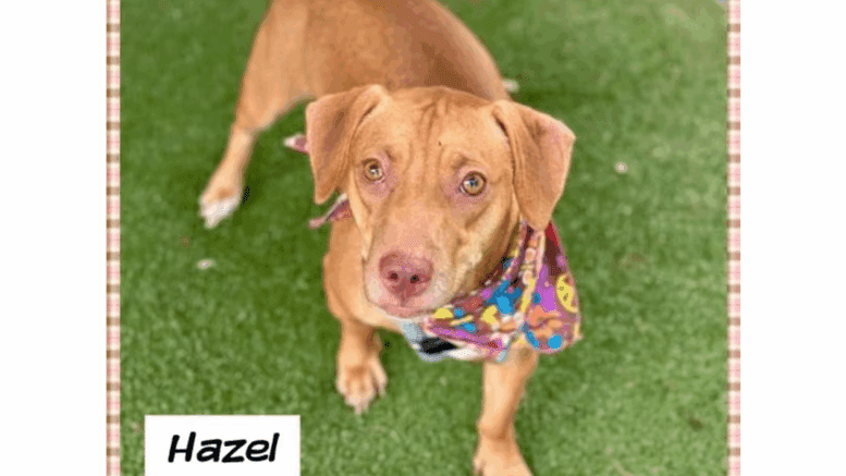 A brown/white dachshund with a colorful scarf, looking at the camera