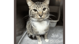A tabby cat sitting inside a cage with a litter box