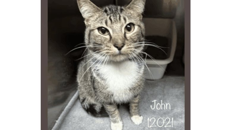 A tabby cat sitting inside a cage with a litter box