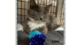 A smoky grey/white cat sitting inside a cage with grey cloth