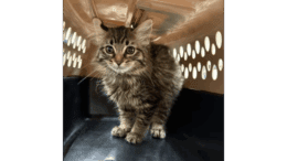 A tabby kitten standing inside a cage