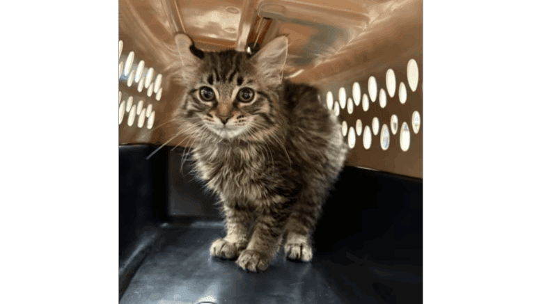 A tabby kitten standing inside a cage