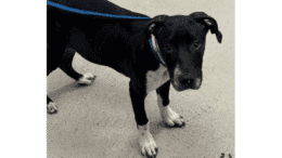 A black/white pointer with a blue leash