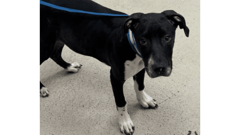 A black/white pointer with a blue leash