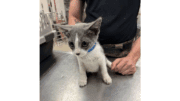 A grey/white kitten sitting on a table, with someone standing behind
