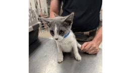 A grey/white kitten sitting on a table, with someone standing behind