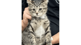 A tabby/white kitten held upright by someone behind