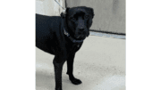 A black labrador retriever with a blue leash, looking at the camera