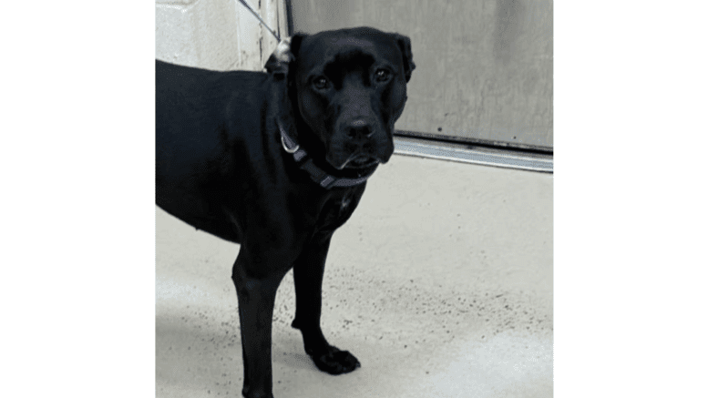 A black labrador retriever with a blue leash, looking at the camera