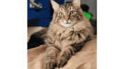A tabby cat with a long hair, sitting on a brown cloth