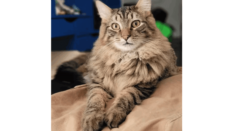 A tabby cat with a long hair, sitting on a brown cloth