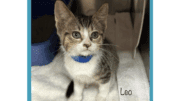A tabby/white kitten sitting inside a cage with a white cloth