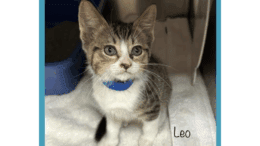 A tabby/white kitten sitting inside a cage with a white cloth
