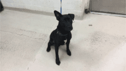 A black/white American Staffordshire terrier sitting with a blue leash