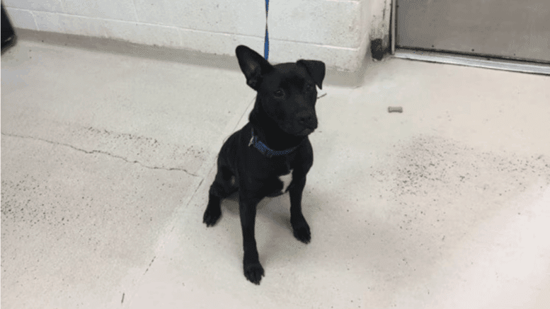 A black/white American Staffordshire terrier sitting with a blue leash