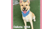 A tan labrador retriever looking happy with tongue's out and blue scarf