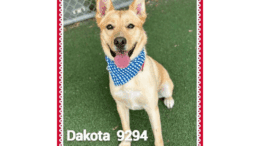 A tan labrador retriever looking happy with tongue's out and blue scarf