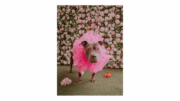 Aster, a pit bull wearing a large neck ruffle